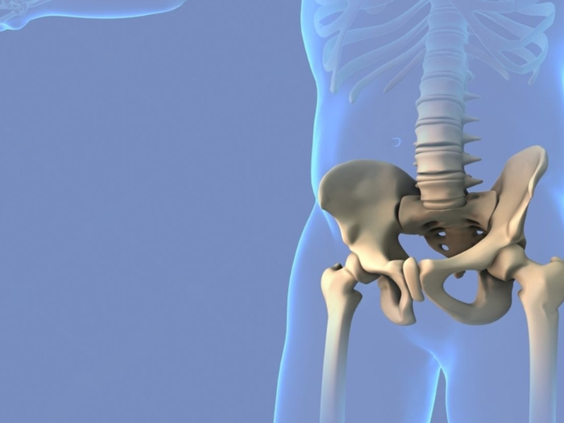 3D rendering of a human skeleton focusing on the pelvis and lower spine.