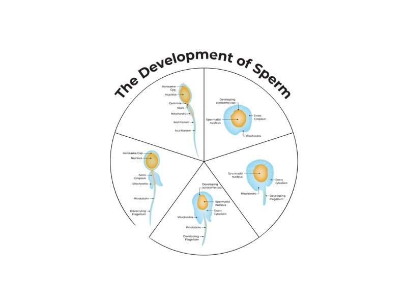The development of sperm scientific diagram